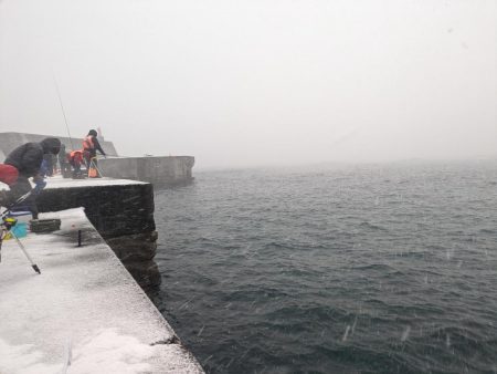 積丹の漁港でホッケ上がる！！道内ホッケが本格化！？